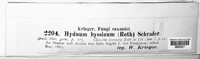 Hydnum byssinum image